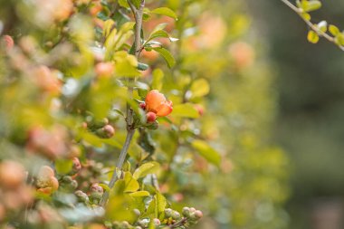 Çerçeveye çapraz uzanan yeşil ve kırmızı çeşitli tonlarda olgun elmalarla bir elma ağacının yakın görüntüsü, koyu yeşil yaprakların karışımı, yumuşak gölgeler, bulutlu gün veya natur