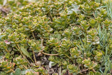 Yuvarlak yeşil yapraklı sulu bitkilerin yoğun ve vahşi bir şekilde büyümesi, doğal ışıklandırma, halı benzeri oluşum, gerçekçi fotoğraf tarzı, zemin seviyesi perspektifi.