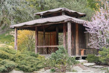 Kiraz çiçeği bahçesinde geleneksel Japon çay evi chashitsu, eğimli çatıları ve çoklu saçakları olan ahşap yapı, yemyeşil, gerçekçi stil, doğal renkler, yumuşak ortam aydınlatması,