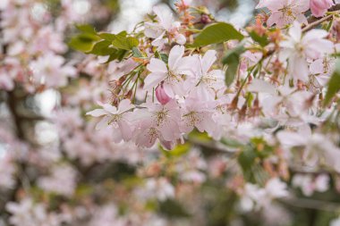Ağaç tepe örtüsünde pembe çiçeklerin yakın çekimi, yumuşak renk yaprakları, bulutlu gün, sessiz ışık, sığ alan derinliği, doğal perspektif, botanik detaylar.