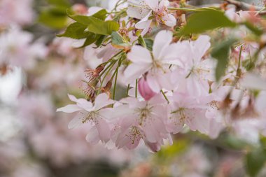 Kiraz ağacı çiçeklerinin yakın çekimi, canlı yeşil yapraklar, pembe yapraklar, merkezi pistil, doğal ışık, açık hava düzlemi, sığ alan derinliği