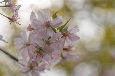 İnce dallarda açan kiraz çiçeklerinin yakın plan görüntüsü, şafakta ya da alacakaranlıkta yumuşak açık hava manzarası bulanık arka plan ağaçları ve yapraklar, doğallık tarzı, sığ alan derinliği, yukarı doğru büyüme p