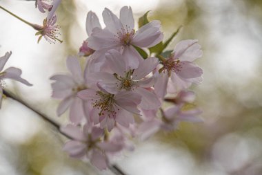 Çiçek açan kiraz çiçeklerinin yakın çekimi, yumuşak parıltı, gündüz aydınlığı, pembe ve beyaz taç yaprakları, ince doku ve desenler, sığ alan derinliği