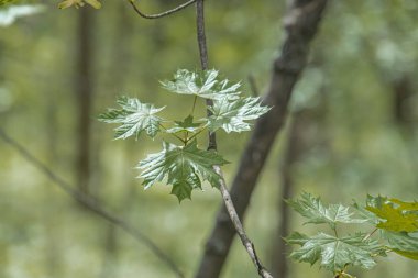 Akçaağaç yapraklarının yakın plan görüntüsü bulanık bir orman zeminine karşı, çeşitli yeşil ve desenli yüzeyler gündüz saatlerinde açık hava manzarası sığ alan derinliği Doğal, yayılmış ışıklandırma