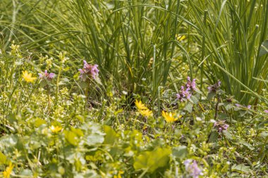 Pembe, sarı ve yeşil renklerin egemen olduğu canlı kır çiçeklerinin yakın görüntüsü. Aşırı gölgelenmiş koşullarla aydınlatma, renkleri ve metni vurgulayan gerçekçi bir tarz.