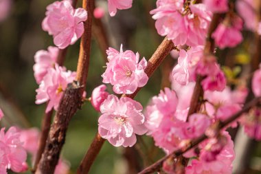 Pembe çiçeklerin tam açılışı, çoklu katmanlar, kırmızımsı dallar, arka plan yeşili, doğal aydınlatma, gerçekçi bir tarz.