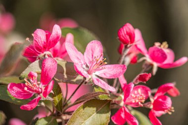 Yeşil yapraklı ve gündüz vakti ışık saçan bir dalda açan pembe çiçeklerin yakın plan görüntüsü