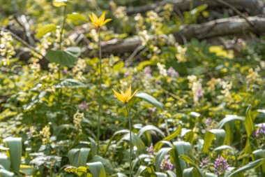 Yeşillik, çiçek açan, arka planda yıpranmış bir ağaç gövdesi olan kır çiçeği halısının gün ışığında yakın plan görüntüsü.