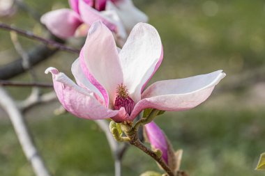 İnce bir sapta pembe bir kiraz çiçeğinin yakın plan görüntüsü bulanık arka plan, sığ alan derinliği, bokeh etkisi
