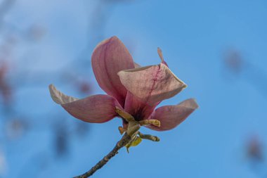 Pembe kiraz çiçeğinin yakın plan görüntüsü, açık yapraklar ve çıplak Realisti ile açık mavi gökyüzü kiraz dalıyla tezat oluşturan erkeklik ve erkeklik organlarını gözler önüne seriyor.