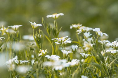 Küçük, beyaz çiçeklerle dolu yemyeşil bir kır çiçeği tarlasının yakın görüntüsü her çiçeğin narin taç yaprakları ve sarı bir merkezi vardır.