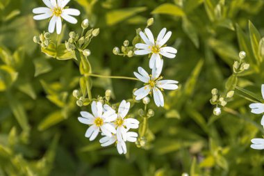 Yeşil yapraklı, beyaz çiçek bahçesinin ya da çayırın yakın görüntüsü, karşıt sarı polen, canlı renkler, yumuşak güneş ışığı, iç içe geçmiş yapraklar, alan derinliği