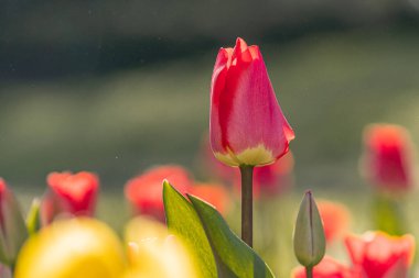 Canlı, bakımlı bir lale tarlasına yakın çekim. Yukardan gelen güneş ışığı altında odak noktası merkezi kırmızı bir lale.