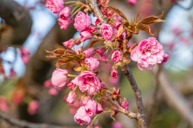 Pembe çiçekli ağaç dalına yakın çekim, zıt yeşil yapraklar, sabahın erken saatlerinde aydınlatma, doğal ortam