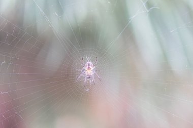 Küçük örümceklerle çevrili, merkezi bir örümceğin yakın plan görüntüsü... Pembe-mor arkaplan bulanıklığı...