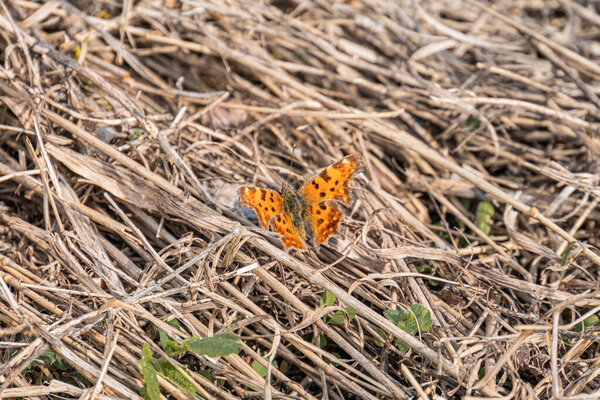 Tranquil outdoor scene with two vibrant orange and black birds perched on dried grass or vegetation Natural background hints at diverse habitat No text, human presence, or man-made objects Overcas