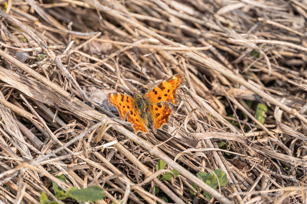Close-up of an orange and black spotted butterfly on dried grass or straw, outdoor setting possibly during autumn Shallow depth of field, natural daylight lighting with subtle shadows