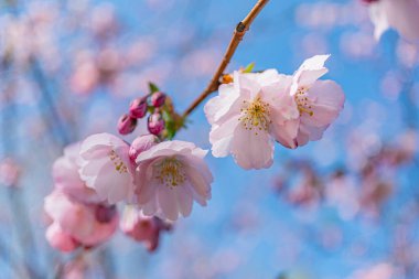 Kiraz çiçeklerinin yakın plan görüntüsü açık mavi gökyüzüne, doğal aydınlatmaya, açık havaya, ağaç dallarına, insanlara ya da metinlere karşı pembeleşir güzelliği, sükuneti ve doğal cazibeyi vurgular.