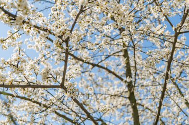 Beyaz çiçekli bir ağacın yakın görüntüsü, yoğun kümelenmiş yapraklar, sığ alan derinliği, doğal ışıklandırma, sessiz arkaplan