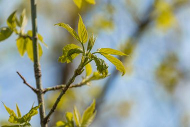 Genç canlı yeşil yapraklara sahip bir dalın yakın plan çekimi, bulanık açık arkaplan, yumuşak doğal ışık, yayılmış etki, yaprak dokusu ve damarları, metin veya nesne yok, alanın derinliğini vurgular