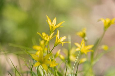 Uzun saplı birkaç sarı çiçeğin yakın çekimi, yeşil yapraklara karşı şekil ve boyut olarak değişkenlik gösterir arka plan, muhtemelen bir bahçe yolu veya doğal zemin örtüsü Doğal ışıklandırma, gerçekten