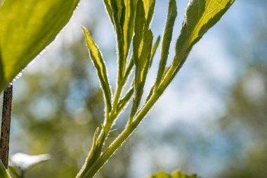 Açık hava yapraklı bitkilerin yakın çekimi, değişik yoğunlukta ve şekillerde yeşil yapraklar, tırtıklı kenarlar, her yaprağın üzerinde merkezi damar, yukarı doğru açı görüşü, yumuşak gün ışığı