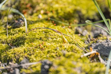 Yeşilin değişik tonlarında, tomurcukları ve tomurcukları olan ince dalları olan yemyeşil yosunların yakın plan, yumuşak ışıklandırılmış bir görüntüsü.