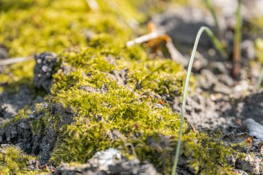 Kayalık yüzeyin yosun, liken, enkaz, doğal aydınlatma, yeşil renkler, dokular, desenler, açık hava ayarı ile yakın plan görüntüsü