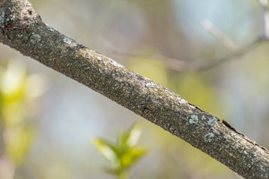 Beyaz liken ve yeşil yosun içeren kavisli, koyu kahverengi bir ağaç dalının yakın görüntüsü bulanık arka plan tarafından sağlanan derinlik diğer ağaç dalları ile doğal bir ayarı işaret ediyor ve yumuşak gölgeler c 'yi bırakıyor