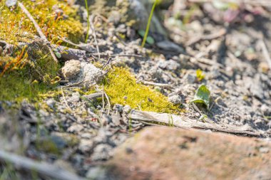 Kayalık yüzeydeki yosun artışının yakından görünüşü, çakıl taşları ve dallarla dağılmış yeşil yamalar, kumral kahverengi arka plan, doğal bir ayarı işaret ediyor.