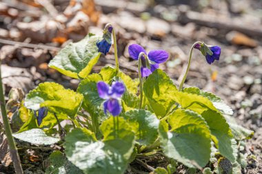 Çiçek açan mor renkli kır çiçekleri, yeşil yapraklar, altı yaprak, doğal ortam, bulanık toprak arkaplan, metin yok, gerçekçi fotoğraf stili, yumuşak ışıklandırma, renkli kontrast parlak mor, bastırılmış açgözlülük.
