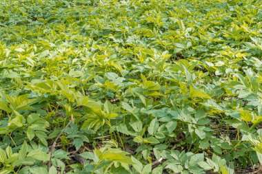 Çeşitli yaprak şekilleri ve boyutları olan çeşitli, yemyeşil bitki yataklarının doğal yayılmış ışık altında yakın çekim görüntüsü.