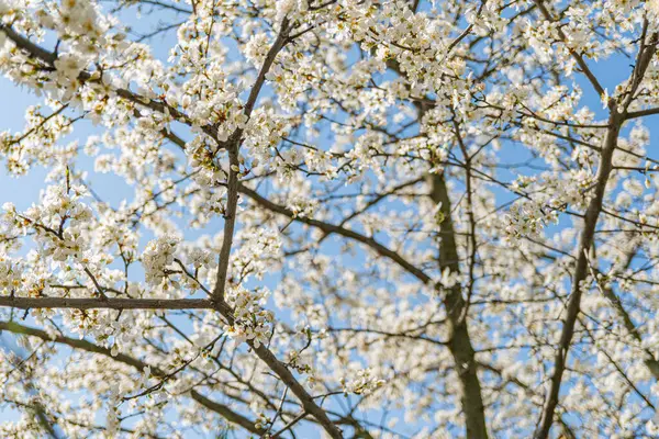 Beyaz çiçekli bir ağacın yakın görüntüsü, yoğun kümelenmiş yapraklar, sığ alan derinliği, doğal ışıklandırma, sessiz arkaplan