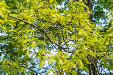 Yoğun, desenli yaprakları olan sonbahar ağacı, güneşli bir gökyüzüne karşı çeşitli yeşil ve sarı tonlarda, eğri büğrü bir perspektif, arka planda mavi gökyüzü ipuçları, hiçbir insan ya da hayvan gerçekçi ph sunmuyor