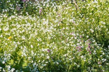 Yoğun, beyaz bir çiçek bahçesi manzarası ince pembe ve mor aksanlı, yer seviyesinden gün ışığı altında çekilen.