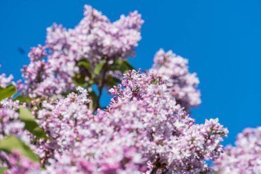 Pembe çiçek açan ağaç leylağının yakın plan görüntüsü, yukarı doğru perspektif, açık mavi gökyüzü, parlak gün, bol güneş ışığı