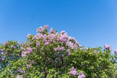 Çiçek açan leylak ağacına yakın çekim, gür çiçekler açık mavi gökyüzüne karşı zengin bir tepe örtüsü oluşturur.