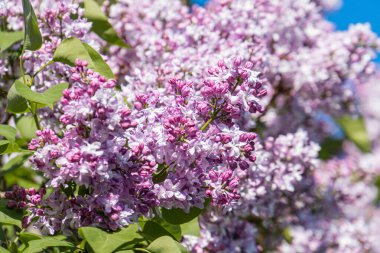Bir leylak kümesinin yakın görüntüsü, ağırlıklı olarak beyaz merkezli mor çiçekler, çoklu katmanlar, yeşil yapraklar, çiçek açmanın erken aşaması, yukarı doğru açı, açık mavi gökyüzü arkaplan, doğal stil