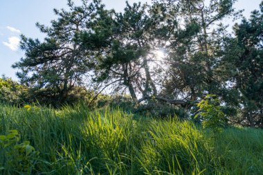 Bereketli, güneşli bir manzaranın yakın görüntüsü uzun çimenler ve çam ağaçları, güneşin arkadan aydınlattığı açık mavi gökyüzü sabah veya öğleden sonra erken saatlerde