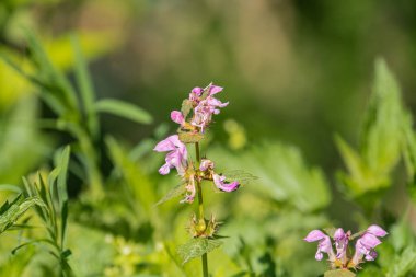 Küçük pembe kır çiçeklerinin doğal bir ortamda yakın plan, bulanık yeşillik arka plan, sığ alan derinliği, yumuşak dağınık ışık