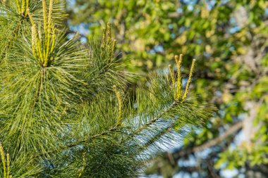 Kozalaklı ağaç dallarının yakın görüntüsü, yeşil iğneler, tohumlar, güneş ışığı, benekli gölgeler, doku, biçim, yumuşak arkaplan bulanıklığı