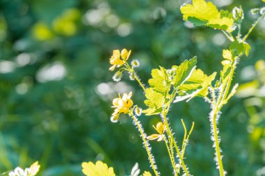 Açık hava karahindiba çiçeğinin yakın çekimi, yumuşak gün ışığı parıltısı, canlı sarılar ve yeşiller, doğal stil, sığ alan derinliği, zemin seviyesi perspektifi, çiçek metinlerine odaklanan samimi kompozisyon