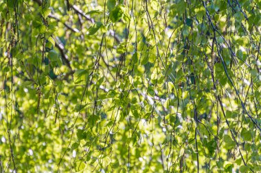 Ağaç dallarının farklı sahnelere sahip yakın görüntüsü, yoğun bir şekilde üstte toplanmış, incelen, yeşil, ılık, parıltılı şafak, desenli, uzun gölgeler, canlı renk farklılıkları, gerçekçi stil, yukarı doğru periler