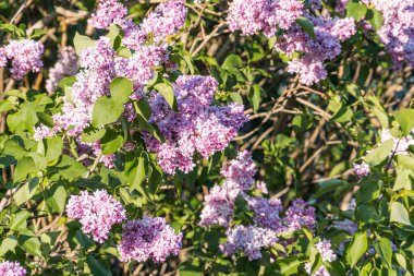 Gündüz saatlerinde doğal ışık altında sayısız çiçek açan ve birbirine karışmış yeşil yapraklarla dolu canlı mor çiçek çalılarının yakın görüntüsü. Perspektif aşağıdan, yemyeşil ve yemyeşil olduğunu vurguluyor.