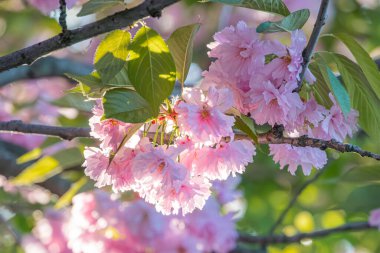 Süslü bir kiraz ağacının tam çiçek açması, koyu uçlu yumuşak pembe çiçekler, yaprakların arasından süzülen güneş ışığı, yaprakların ince gölgeleri, derinlik için bulanık arka plan, gerçekçi stil