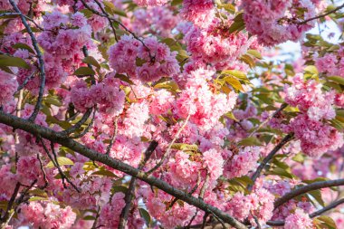 Pembe çiçekli bir ağacın yakın görüntüsü, zıt yeşil yapraklar, sığ alan derinliği, doğal aydınlatma, gerçekçi stil.