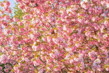 Ağacın tam çiçeklendiği yakın plan, pembe çiçekler, doğal ışıklandırma, odak dışı arka plan, bahar mevsimi, doğa sahnesi.