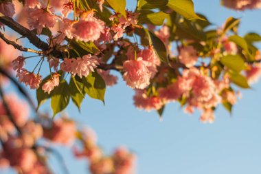 Çiçek açan kiraz çiçeklerinin yakın planı yeşillik ve açık gökyüzü, sabahın erken saatlerinde aydınlatma, bol çiçekler, zıt dokular, insan ya da yapı yok.