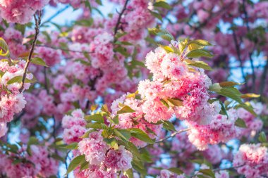 Yeşil yapraklar ve mavi gökyüzünde açan kiraz çiçeklerinin yakın çekimi, beyaz kenarlı narin pembe taç yaprakları, filtrelenmiş güneş ışığının benekli gölgeleri,