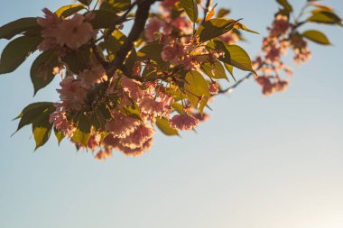 Kiraz ağacı dalı, pembe çiçekler, tam çiçek, doğal ortam, öğleden sonra erken saatlerde aydınlatma, yumuşak gölgeler, yeşillikler, aşağı bakan perspektif, insan ya da hayvan yok.